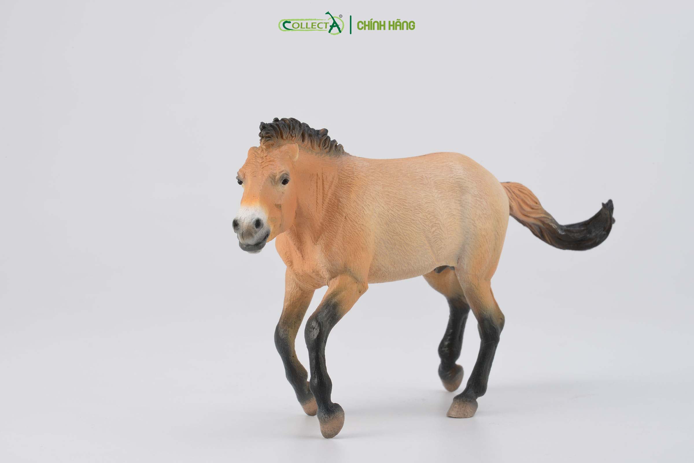 Mô hình thu nhỏ: Ngựa Hoang Mông Cổ - Przewalski Stallion, hiệu: CollectA, mã HS 9651260[88602] -  Chất liệu an toàn cho trẻ - Hàng chính hãng