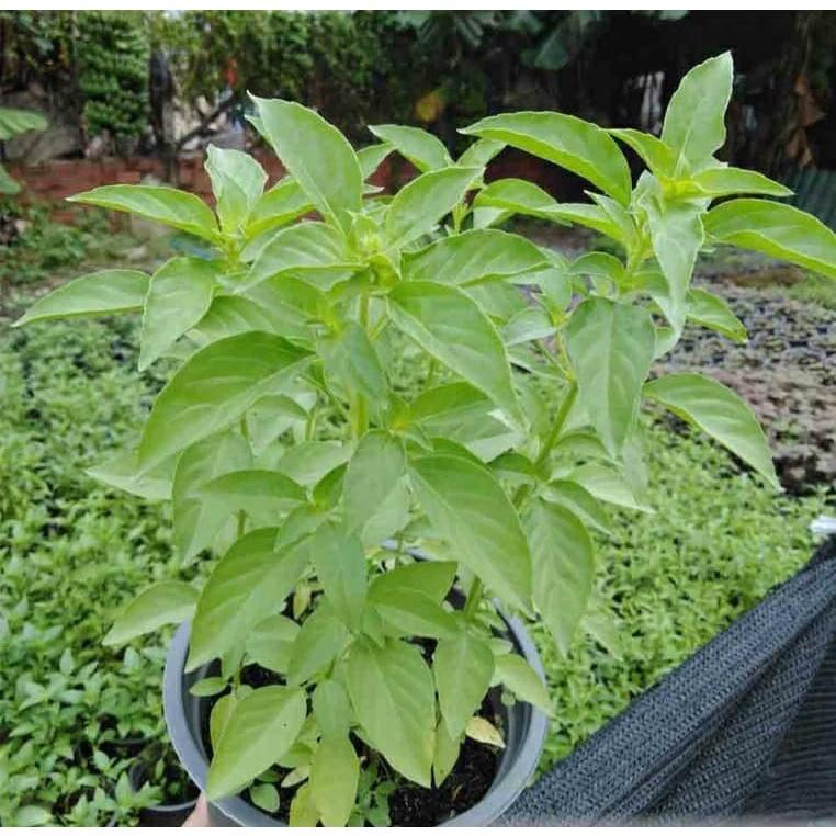 Hạt giống rau húng thơm - Rau thơm sả - Gói 2gram