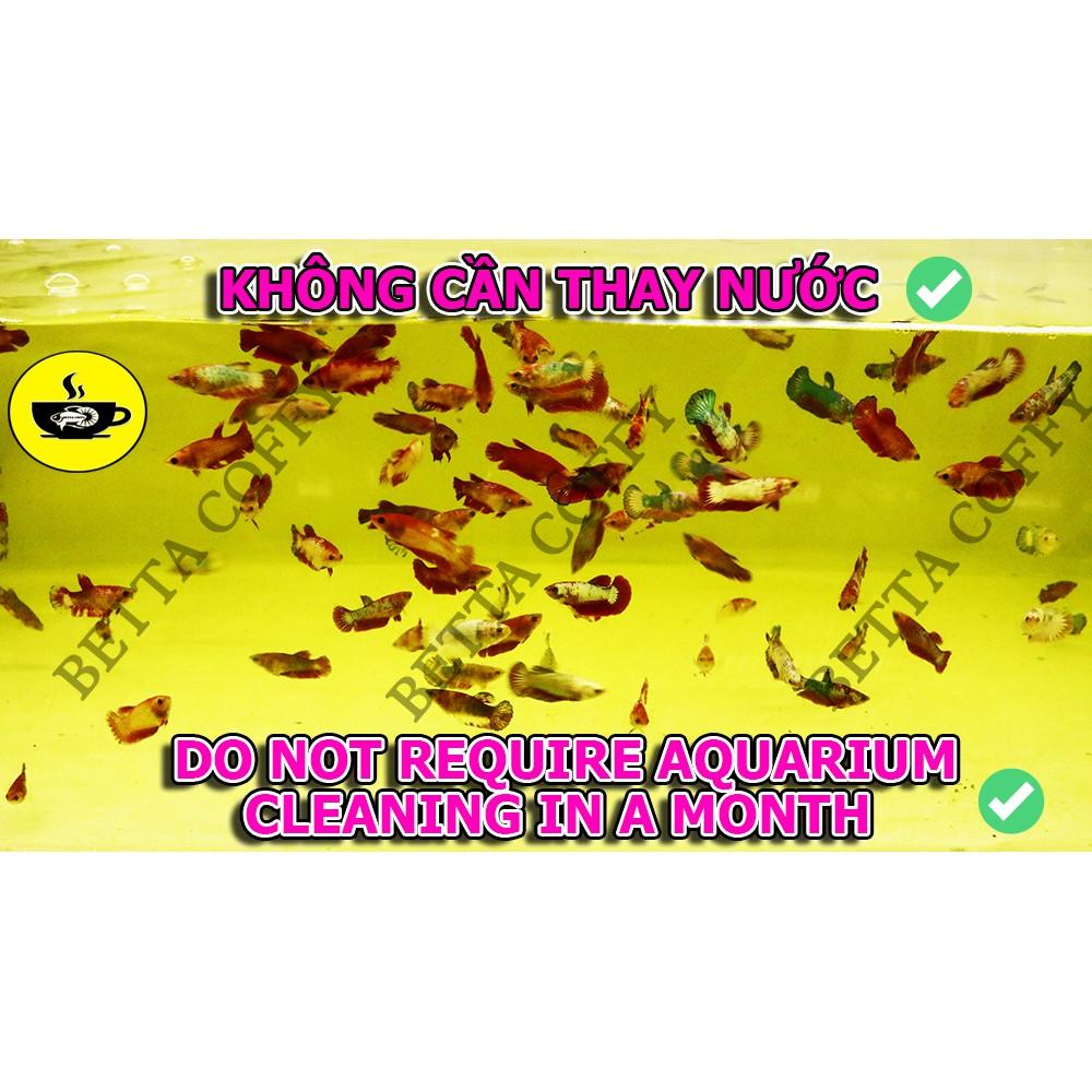 Bộ 4 Bio Nock - Nuôi Cá Cực Khoẻ - Cá Thật Vui Vẻ ️️