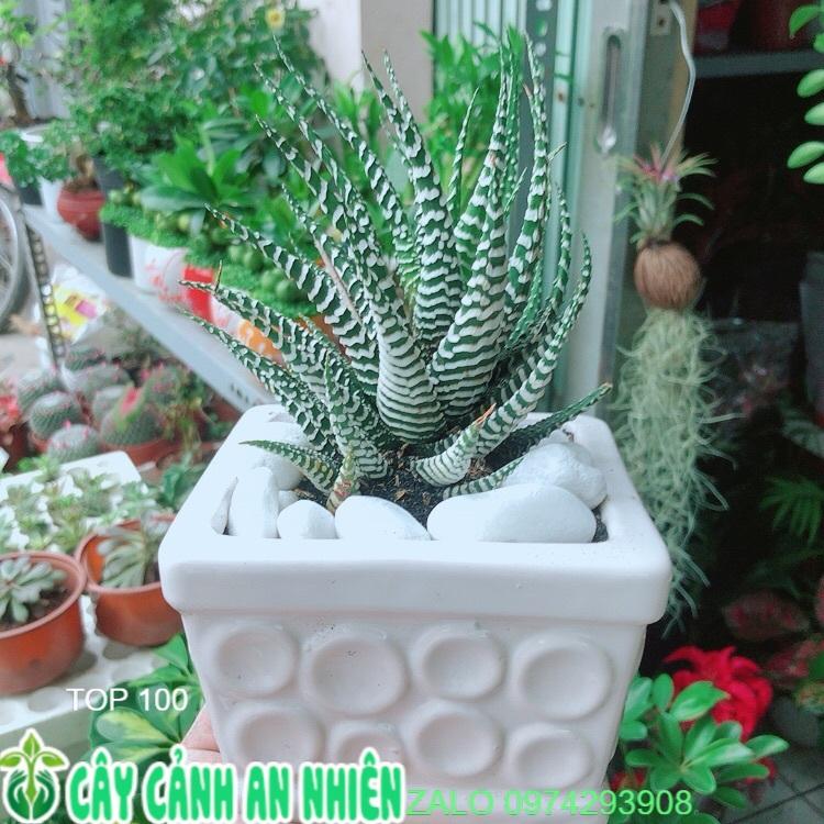 Chậu Cây Xương Rồng May Mắn