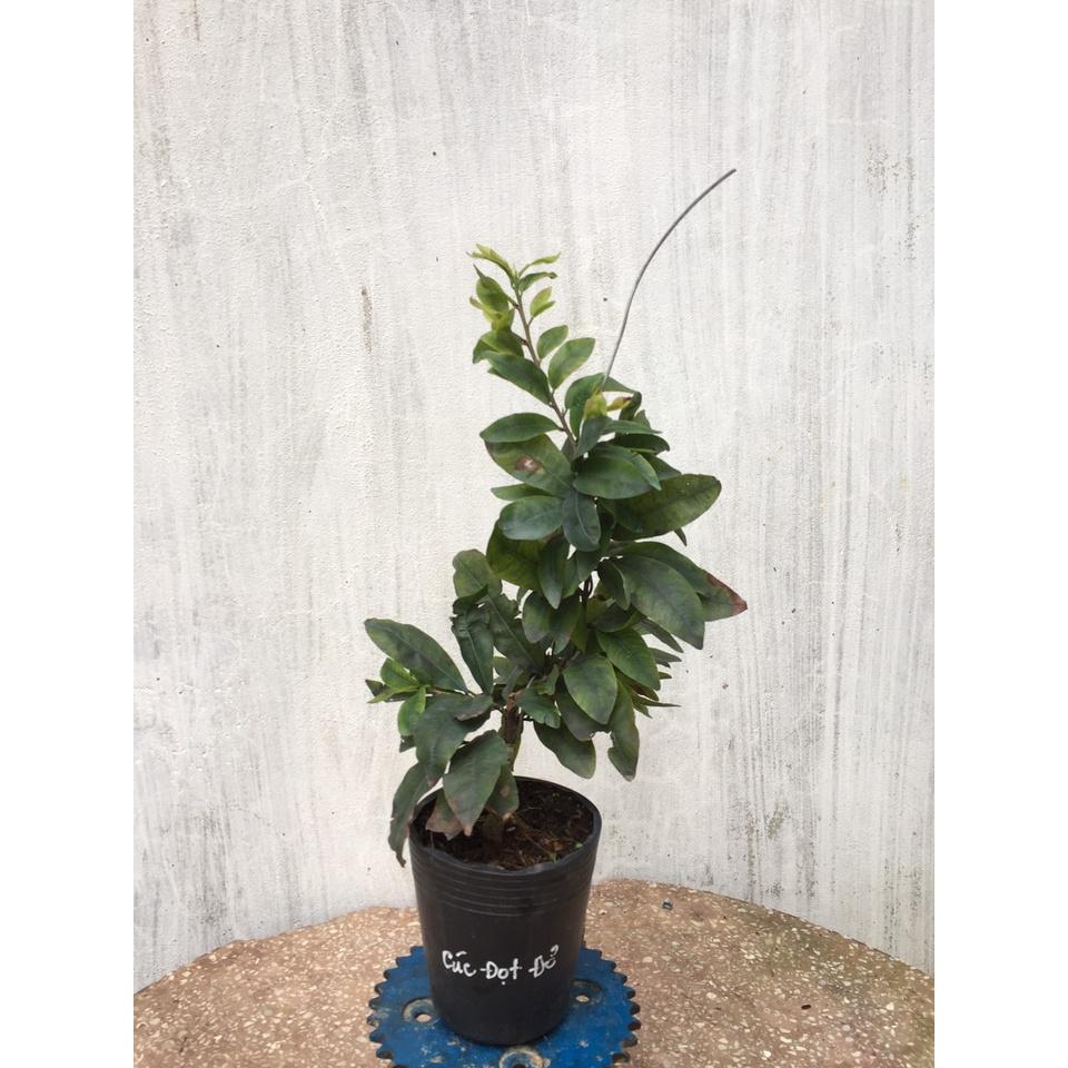 Mai Cúc Đọt Đỏ Mini
