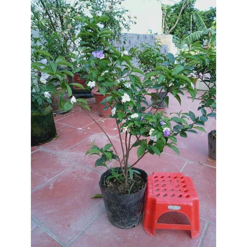 Nhài Nhật tím trắng