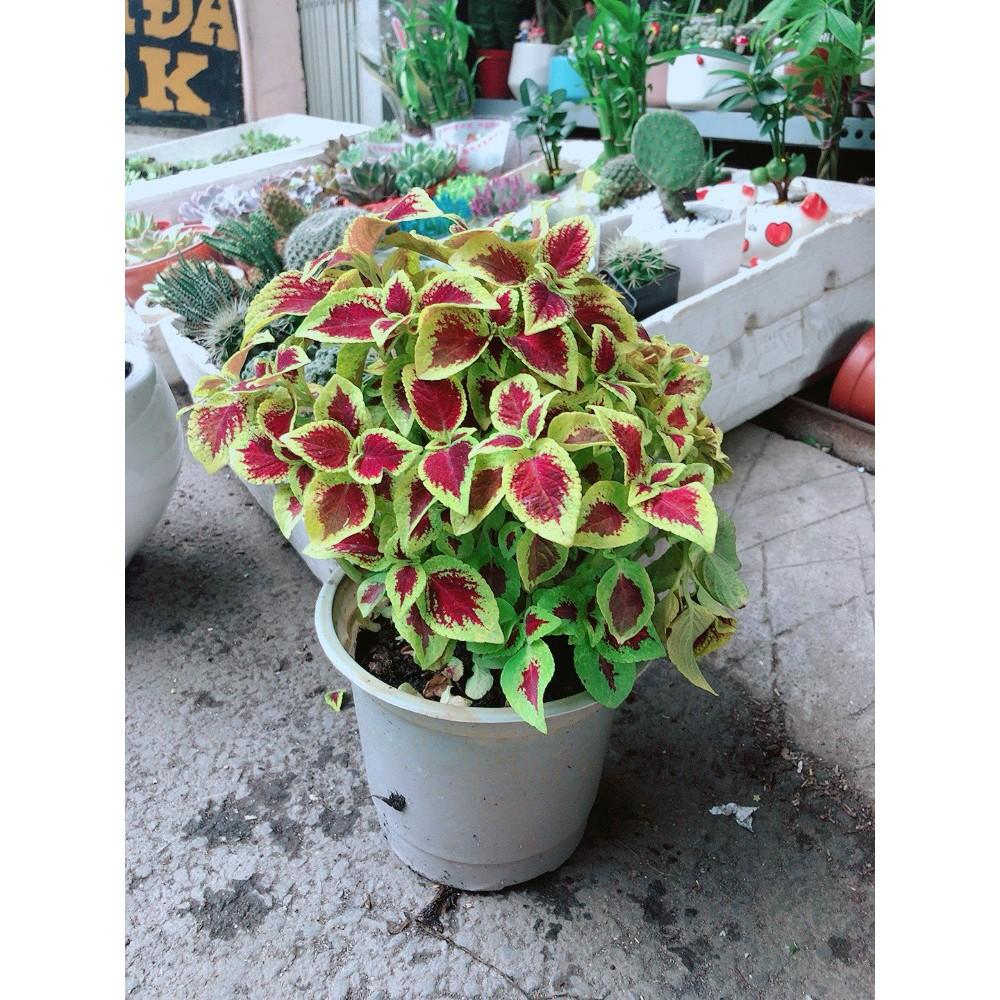 Cây Lá Gấm Đỏ Viền Vàng