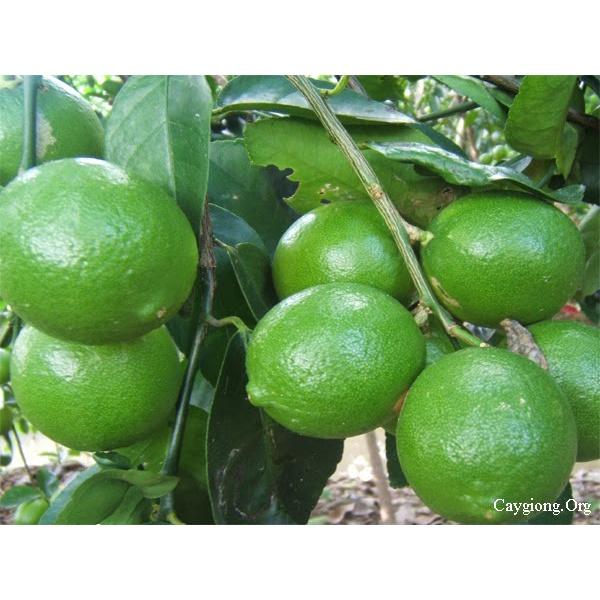 Cây Giống Chanh Giấy siêu sớm