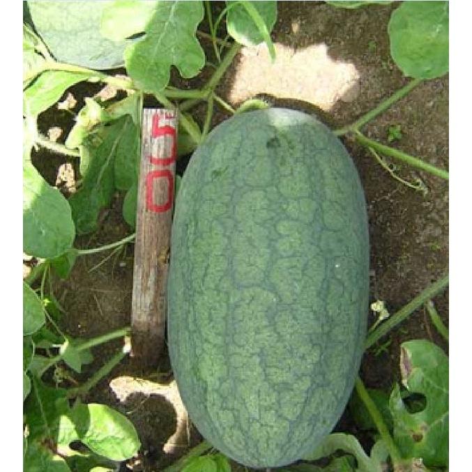 Hạt giống dưa hấu quả dài ruột đỏ-gói 10 hạt-tặng kèm gói phân bón lót