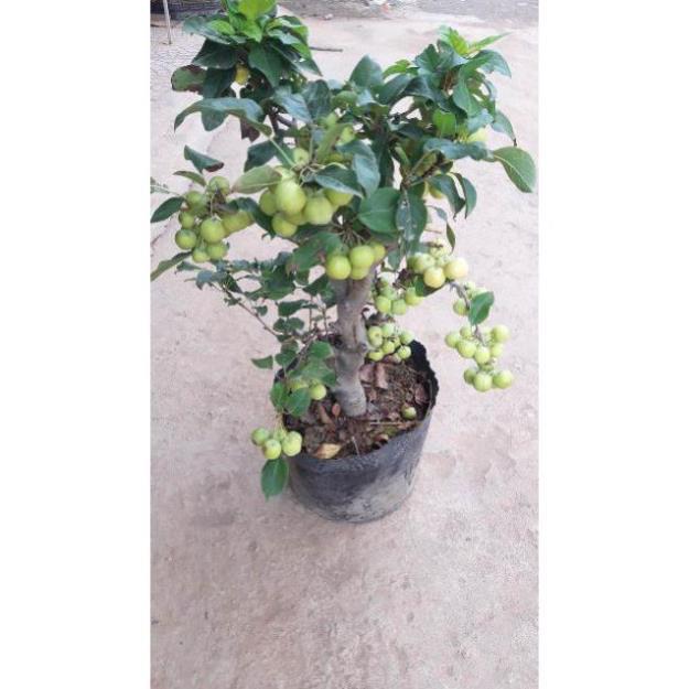 Cây táo xanh bonsai sẵn quả như hình