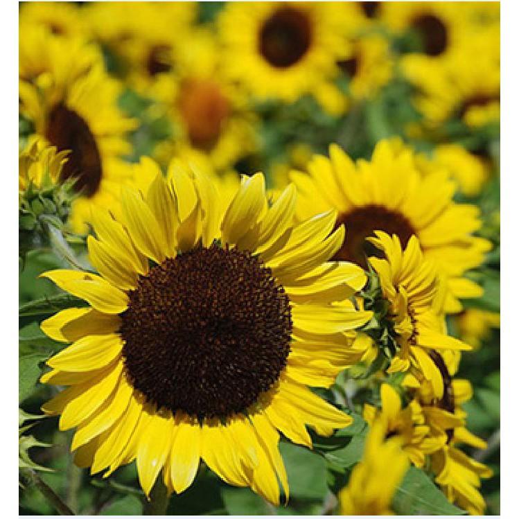 Hạt giống hoa hướng dương cao 120cm 30 hạt/gói