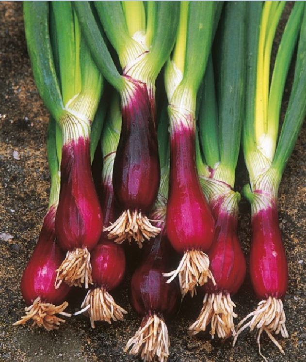 Combo 2 gói Hạt giống hành gốc tím F1 -gói 2gram/tặng kèm gói phân bón lót