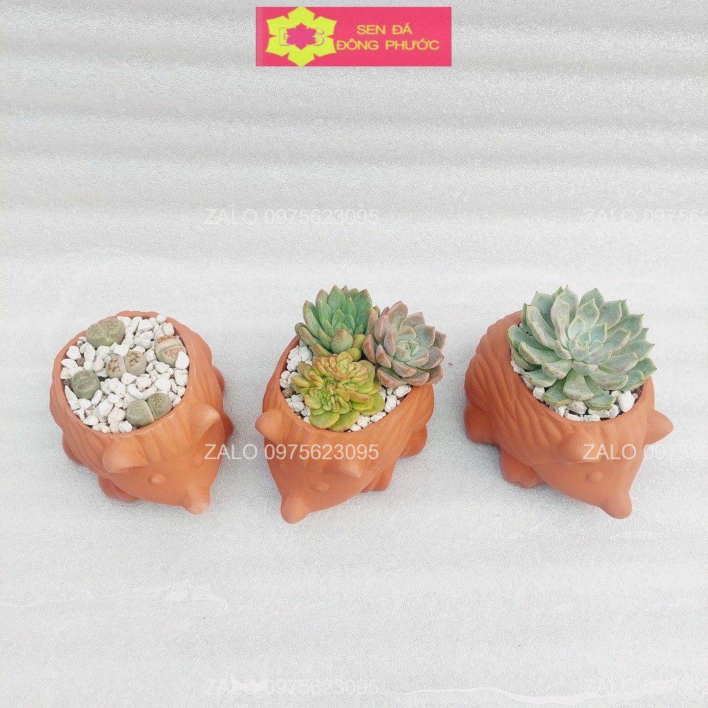 Chậu đất nung hình Cún con 8x8cm - chậu trồng tiểu cảnh sen đá, xương rồng, cây phong thuỷ văn phòng đẹp