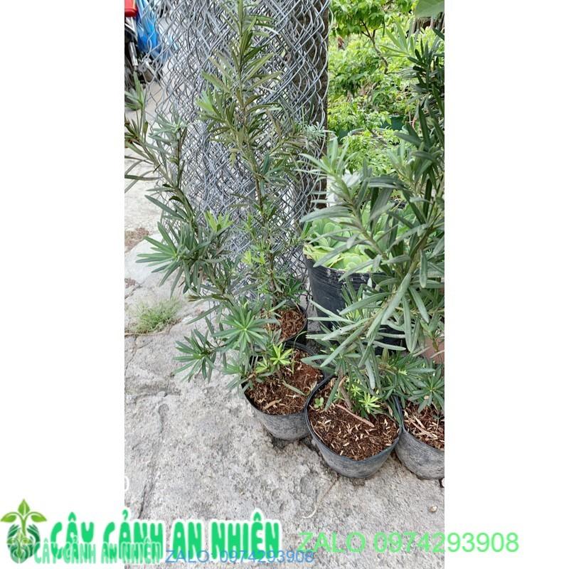 Tùng Vạn Niên Cao 60-70cm