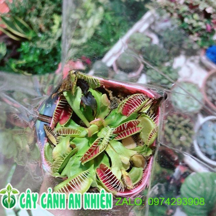 Cây Bắt Mồi Bẫy Kẹp