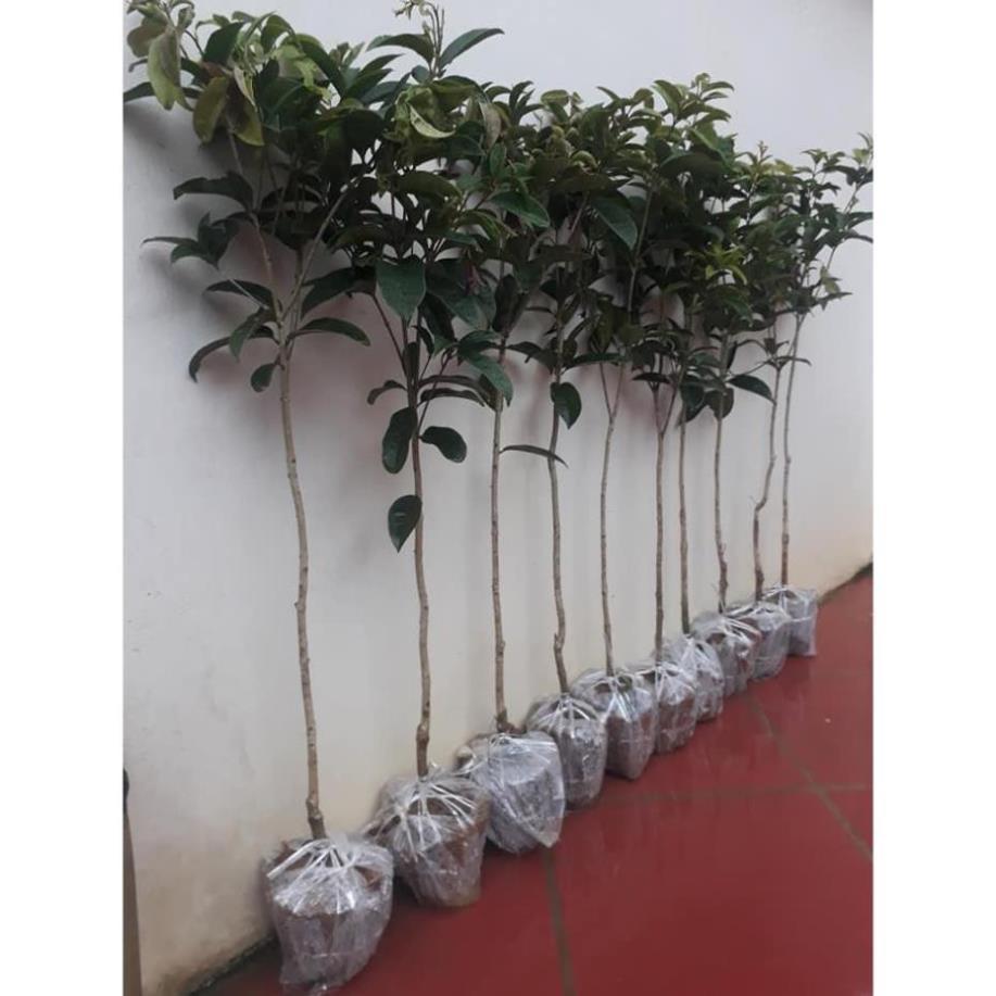 Hoa mộc hương ta giá rẻ