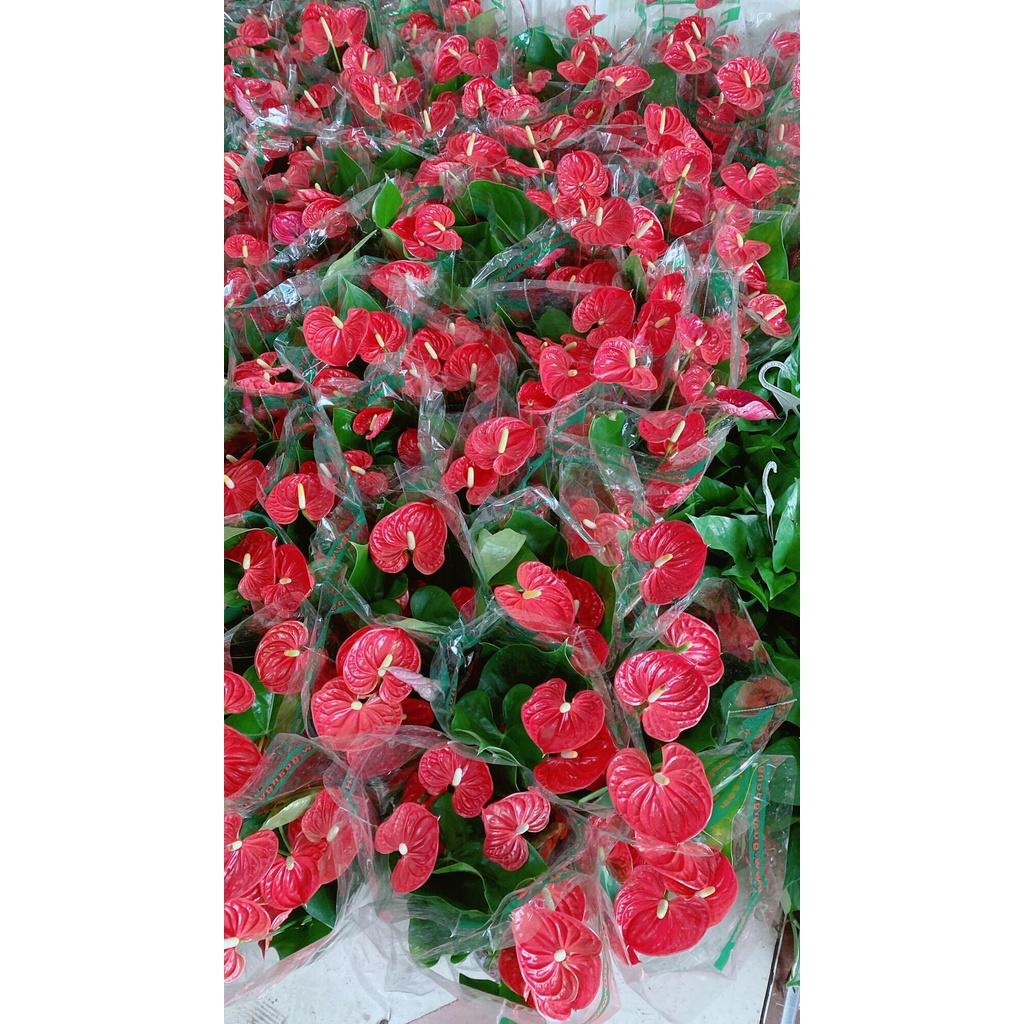 Hồng Môn Hàng Đẹp Giá Tốt