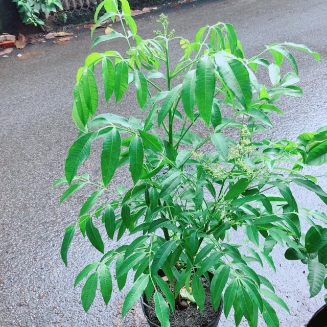 Cây Cóc Cho Sai Quả