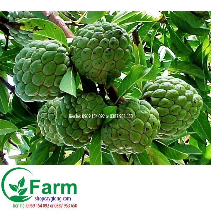 Cây na thái qua to đến 800g cây đẹp chuẩn giống