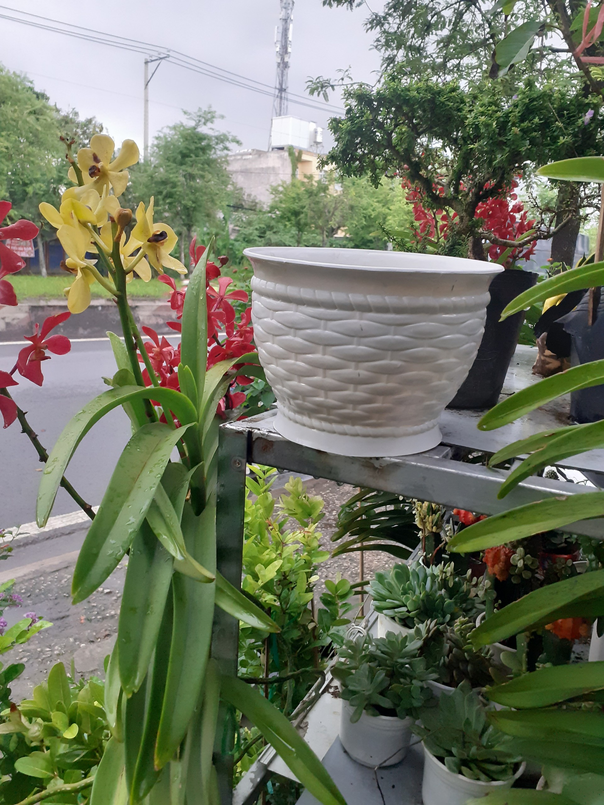 Chậu nhựa kiểu dáng mây tre đan màu trắng quá bát mắt