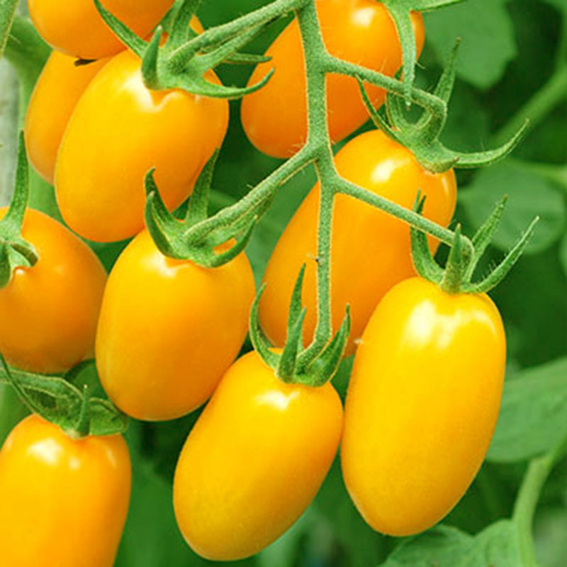 Hạt Giống Cà Chua Cherry Vàng F1