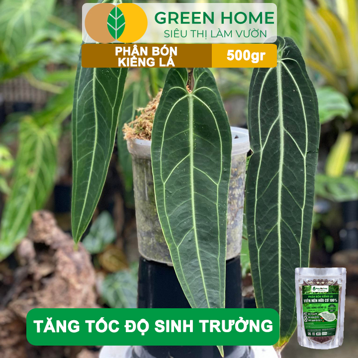 Phân Bón Kiểng Lá GreenHome, Sfarm, Bao 500gr, Chuyên Cho Các Dòng Kiểng Lá Trong Nhà Và Ngoài Trời