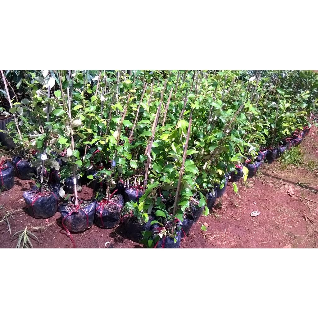 CÂY GIỐNG TÁO THÁI LAN .