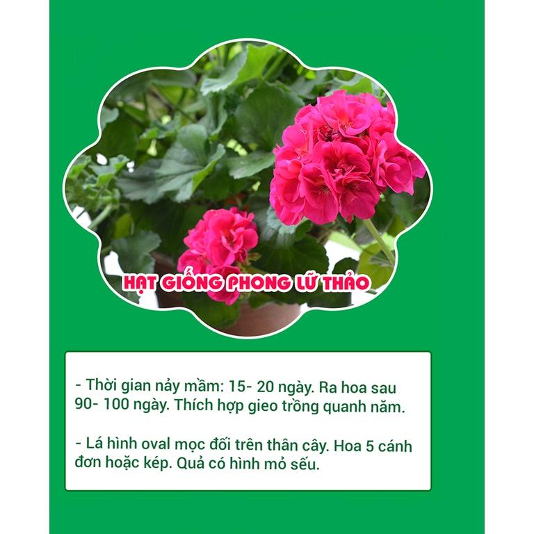 HẠT GIỐNG HOA PHONG LỮ THẢO MIX - HOA NỞ CỰC ĐẸP, CỰC DỄ TRỒNG TỶ LỆ NẢY MẦM CAO