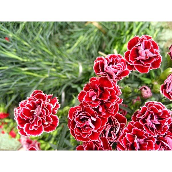 Hạt Giống Hoa Cẩm Chướng kép Mix 50 hạt