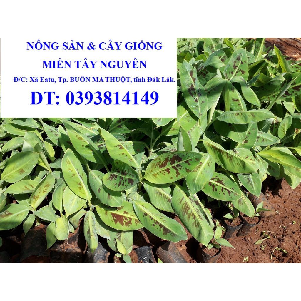 Cây giống Chuối già NAM MỸ cấy mô siêu sớm )