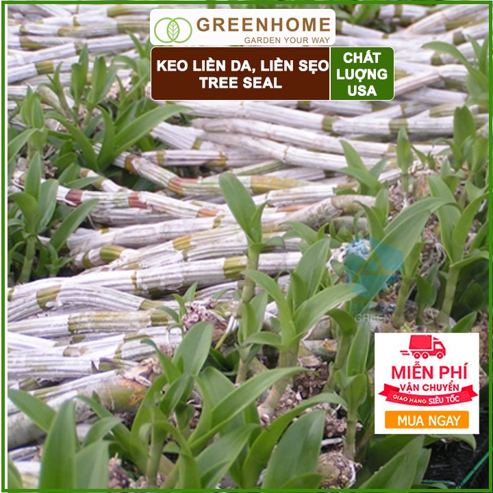 Keo liền sẹo cho cây Tree Seal, chai 100gr, hỗ trợ chiết cành, tạo dáng, bảo vệ vết cắt |Greenhome