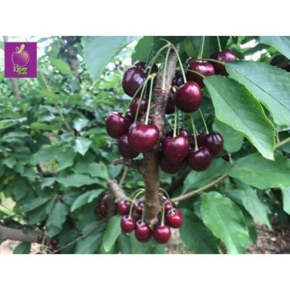 sản phẩm CÂY GIỐNG CHERRY MỸ ĐỎ