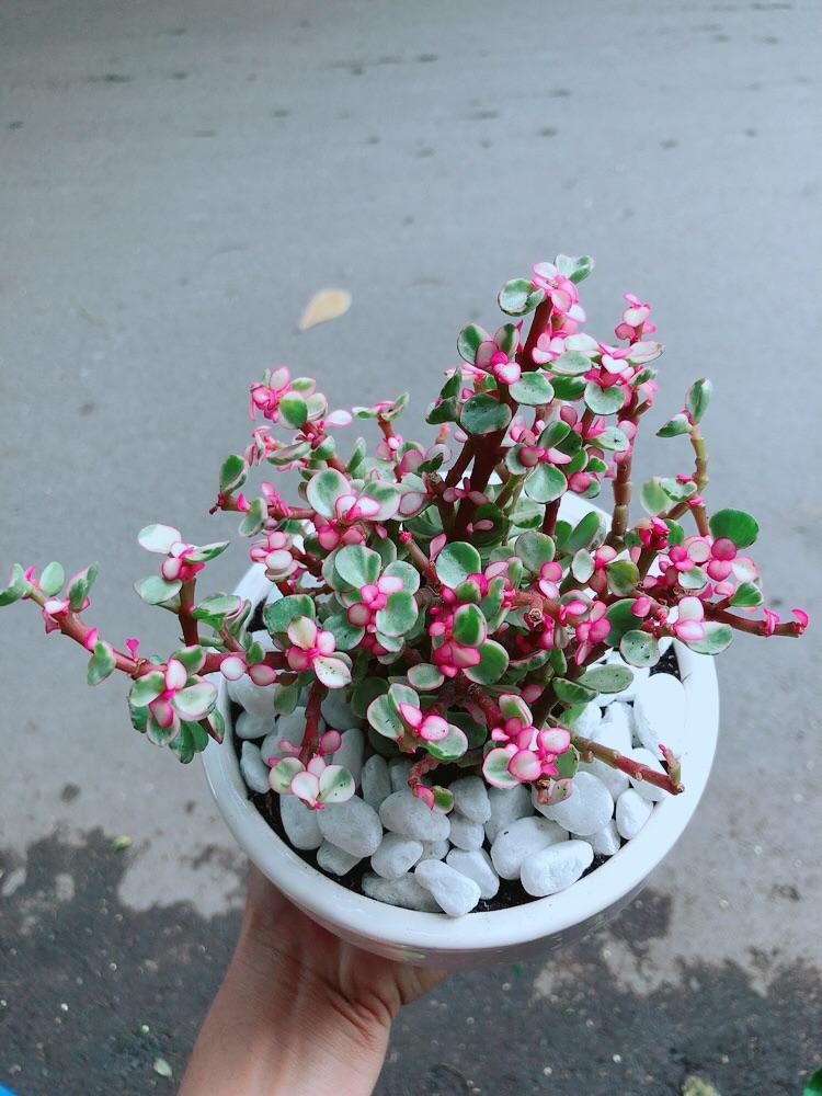 Chậu Cây Cành Vàng Lá Ngọc