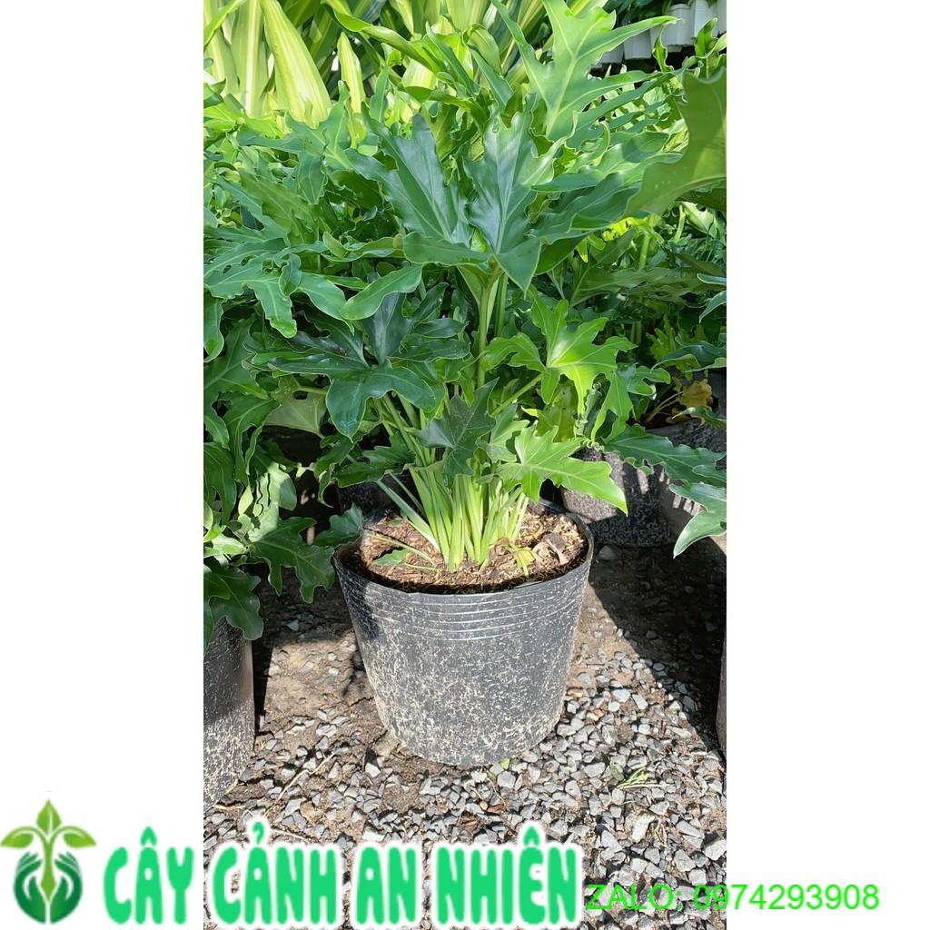 Cây Trầu Bà Thanh Xuân