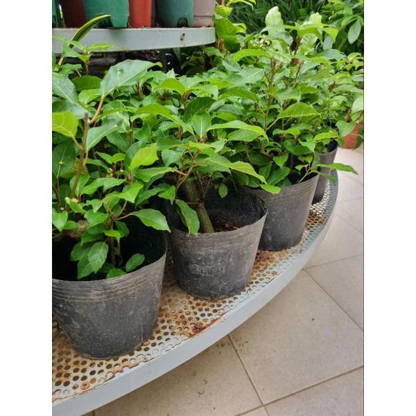 Sung ăn quả - Cây đang bắt đầu cho trái ( Ficus racemosa )