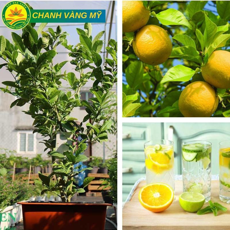 Chanh Vàng Mỹ Choai cao trên 1M, cây cho trái rất sai,vỏ chanh dày, nhiều tinh dầu thơm nhưng không đắng