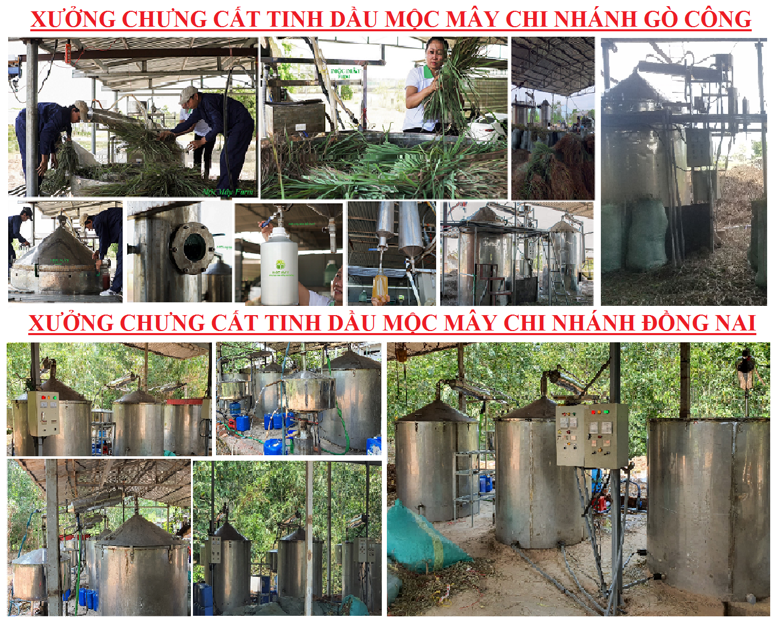 Tinh dầu Đinh hương 10ml nguyên chất từ thiên nhiên - Mộc Mây