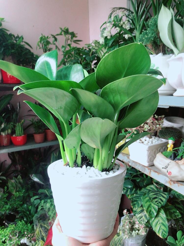 Chậu Cây Trầu Bà Đế Vương Xanh