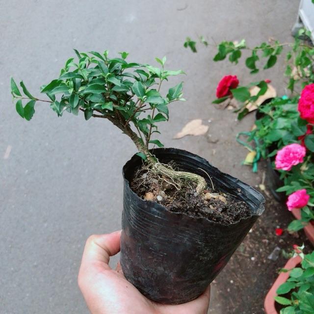 Hình ảnh Cây Hồng Ngọc Mai Bonsai Mini