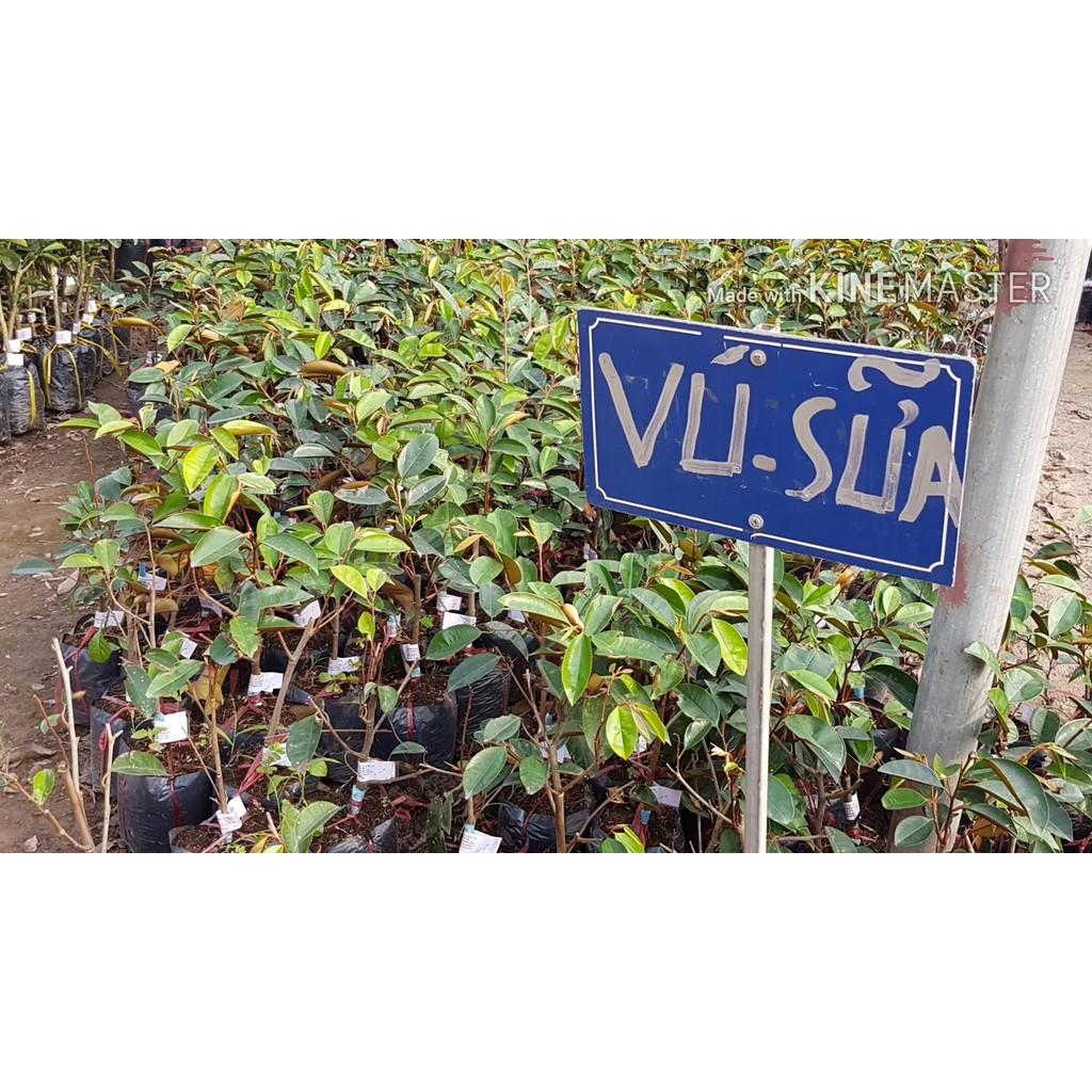 Cây giống vú sữa Lò Rèn cây đẹp giống chuẩn