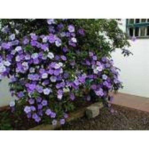 CÂY GIỐNG HOA NHÀI NHẬT TÍM ĐỔI MÀU
