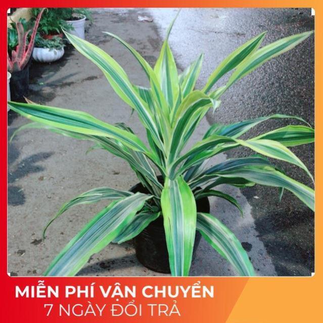 Cây Phát Tài