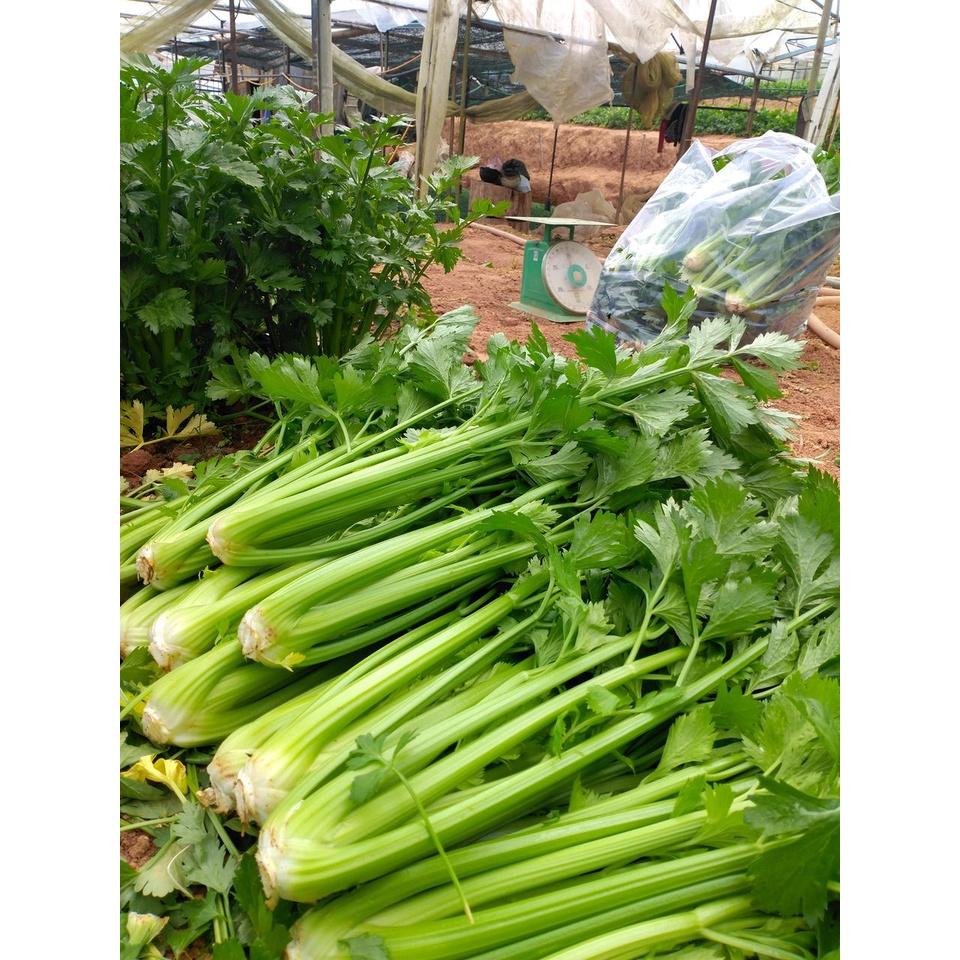 Hạt Giống Cần Tây Cao Sản Winner