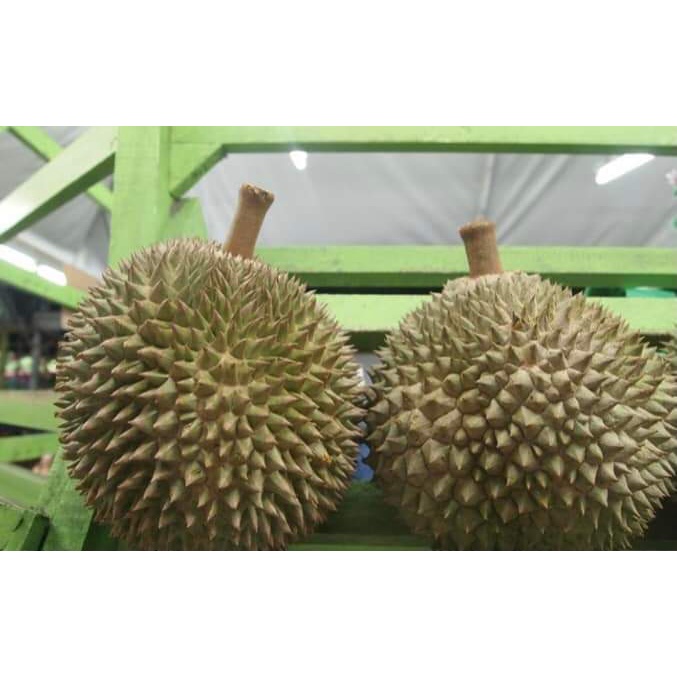 CÂY GIỐNG SẦU RIÊNG BLACK THORN