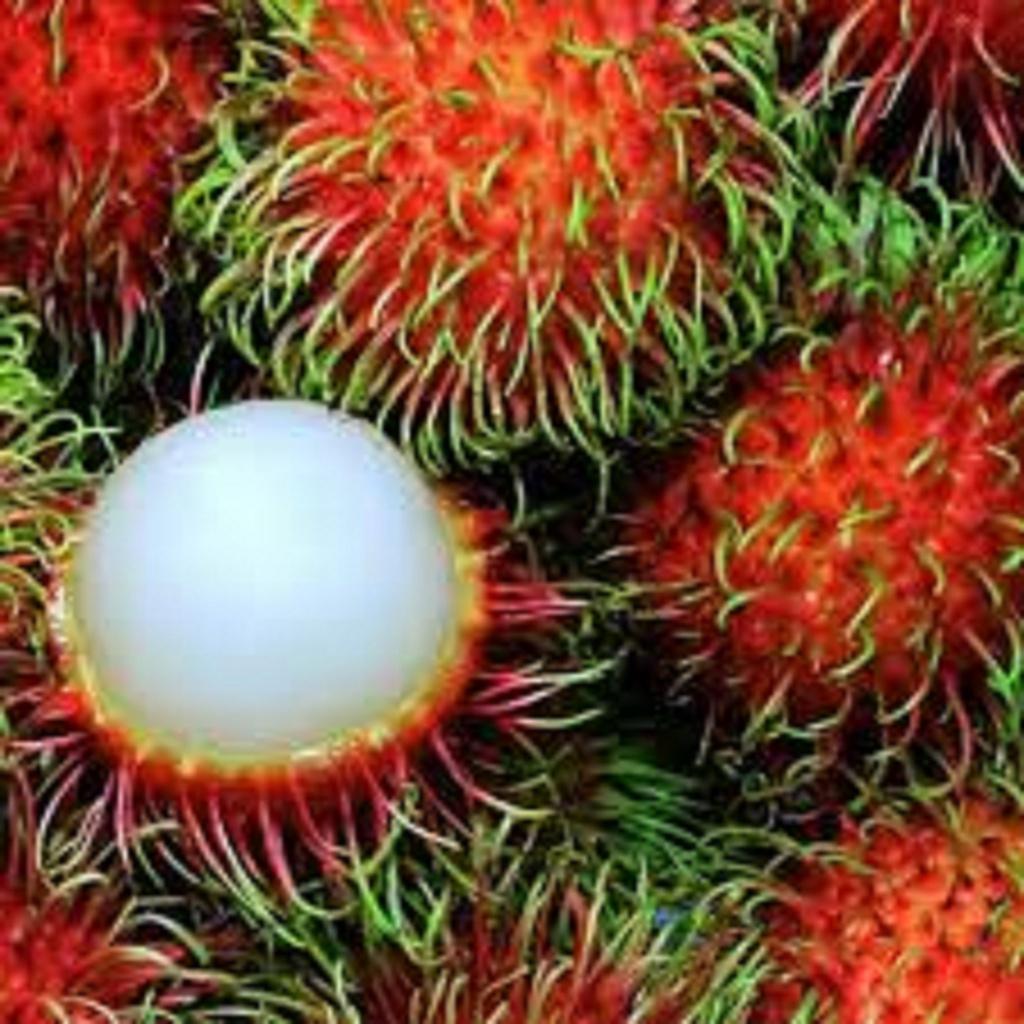 CÂY GIỐNG CHÔM CHÔM THÁI GHÉP