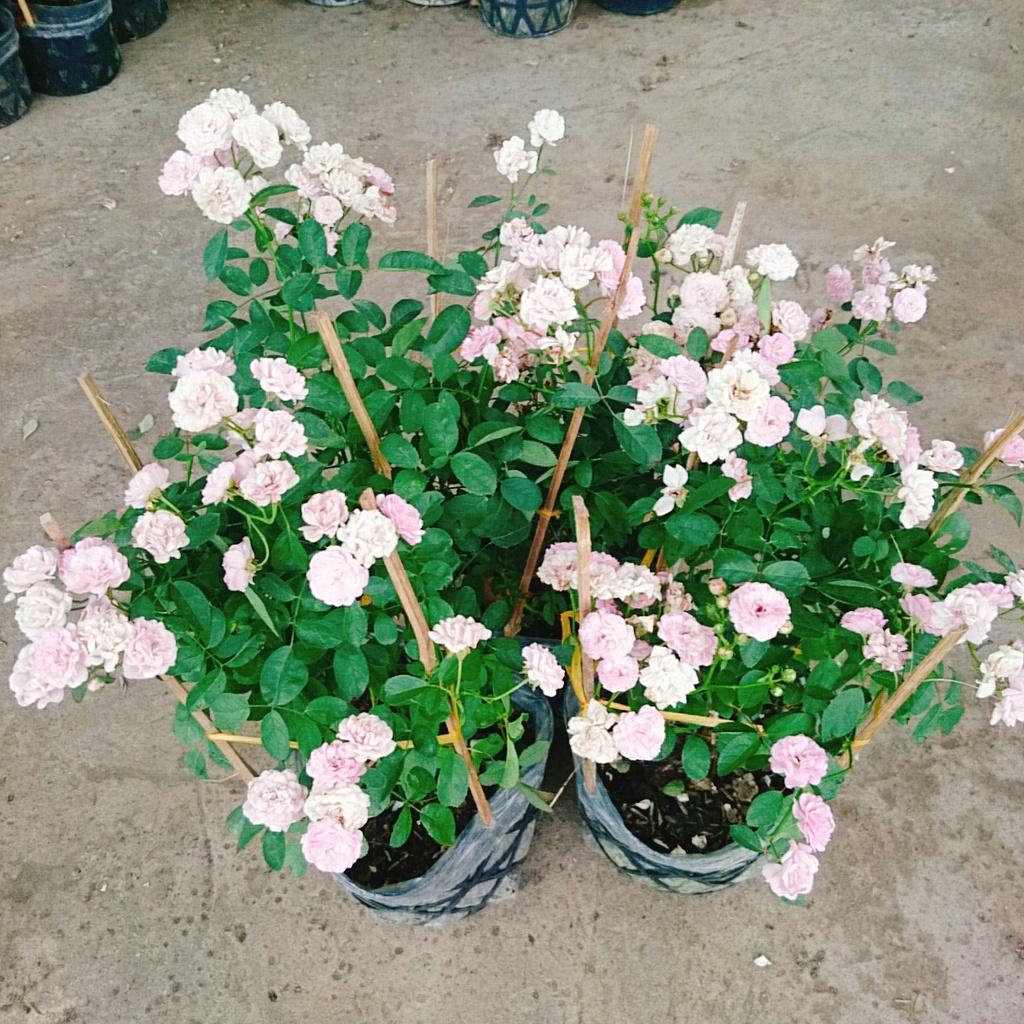 Cây Hồng Bạch Trà (giống mới) - Hồng Đông Mai