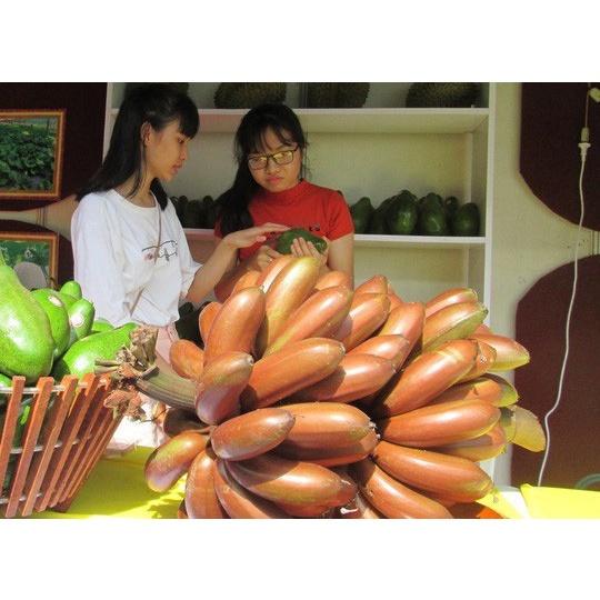 Cây giống chuối đỏ Dacca cây mô F1