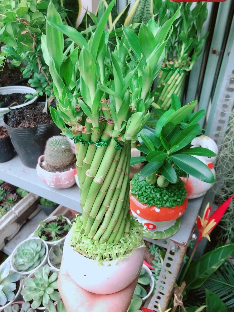 Chậu Trúc Phát Tài