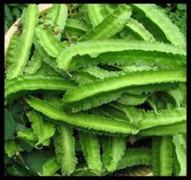 Hạt giống đậu rồng  nảy mầm tốt. 10gr