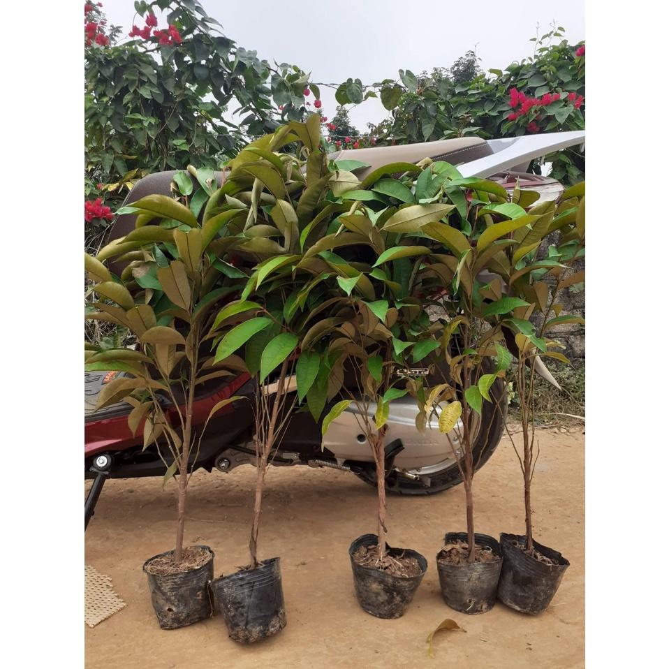 CÂY GIỐNG Vú sữa Lò Rèn QUẢ SỚM
