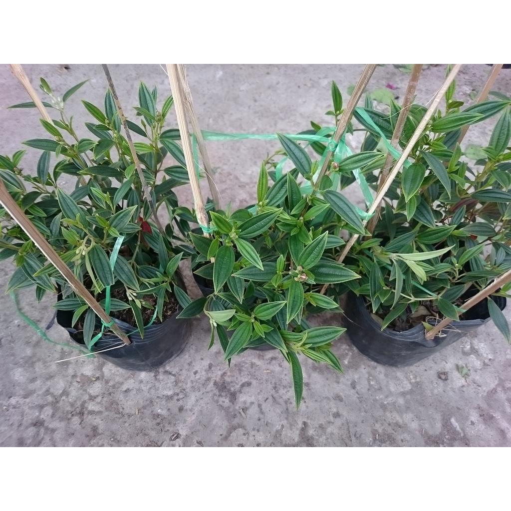 Cây Hoa Sim Tím - cây cảnh vườn + tặng phân bón cho cây