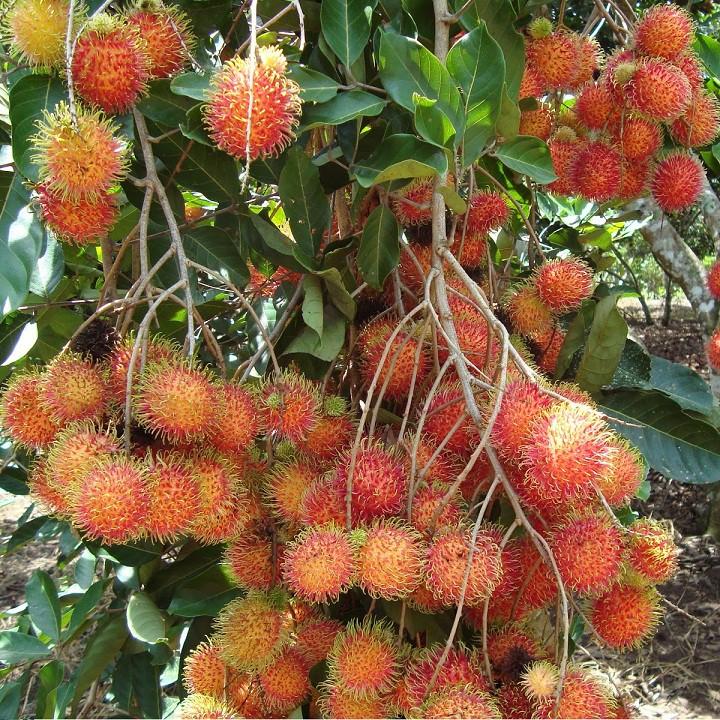 Cây chôm chôm, cây chôm chôm ghép cho quả sớm
