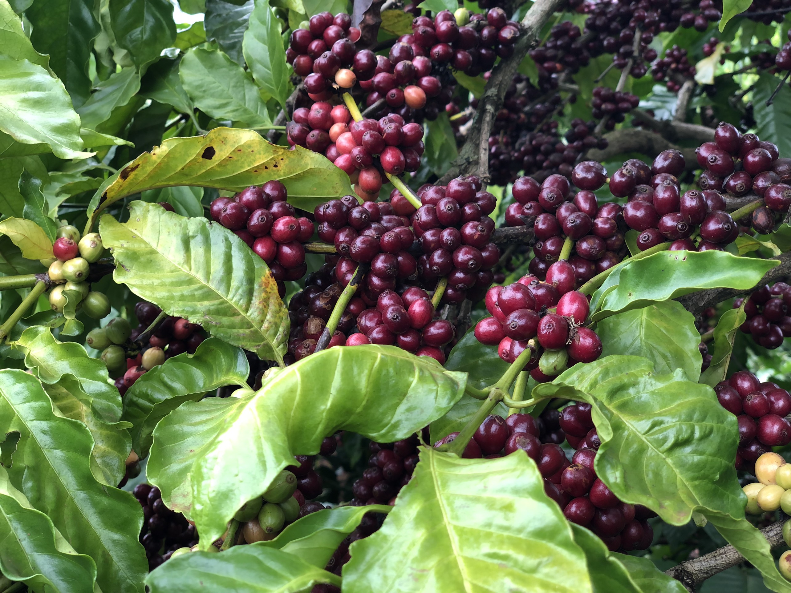 Cà Phê Nguyên Chất Baka - Robusta (Bì 500g)