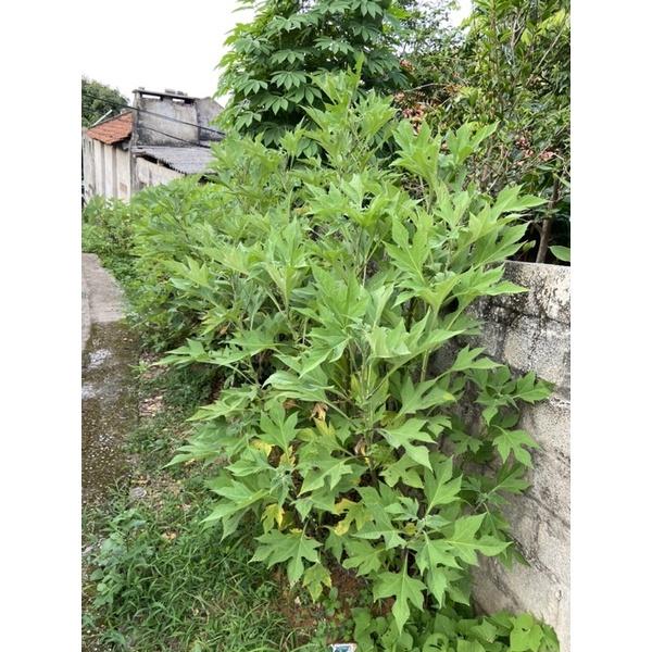 Hoa dã quỳ - cây giống gốc to có bầu